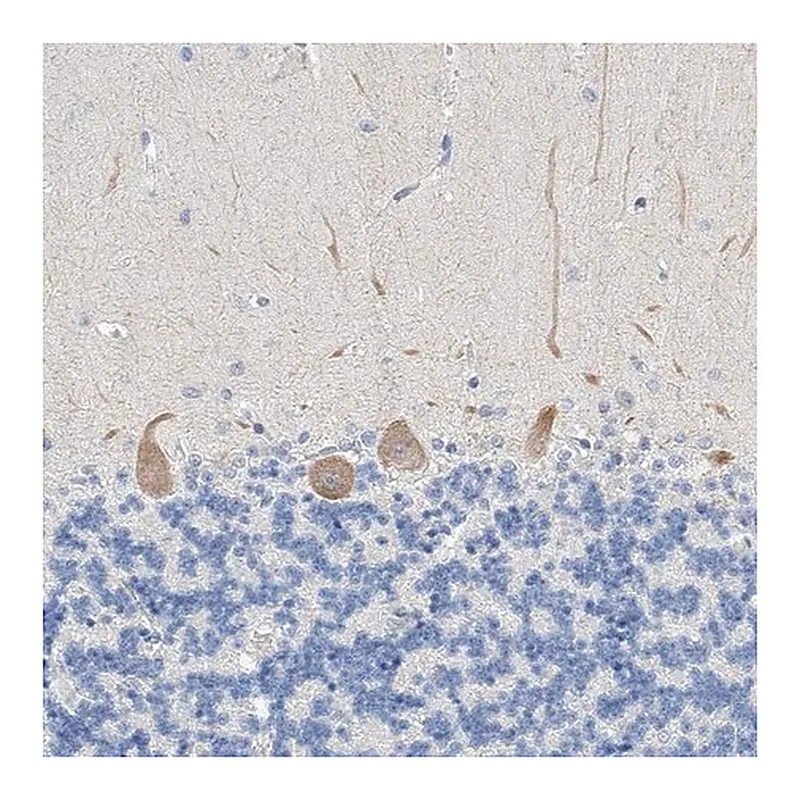 Merck Anti-BPTF antibody produced in rabbit
