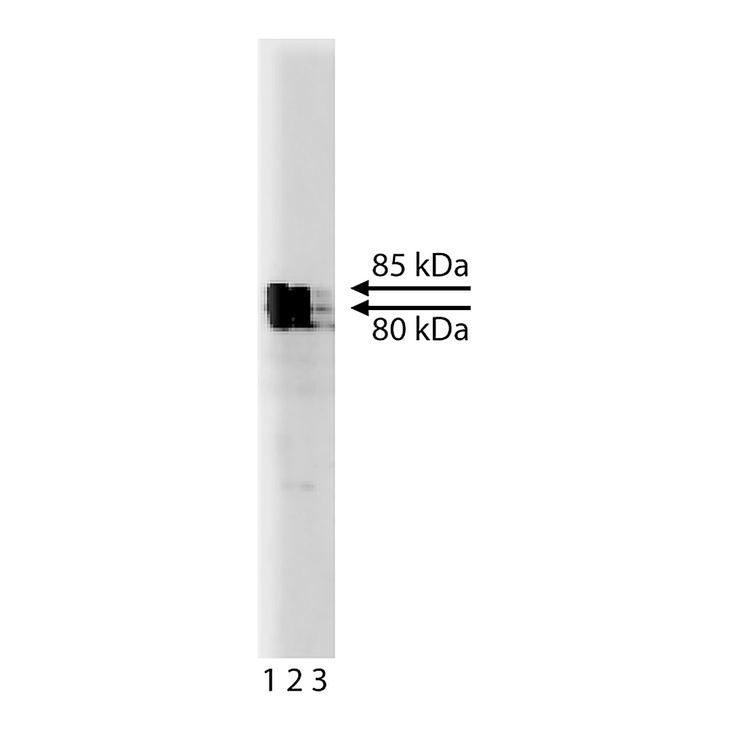 BD Purified Mouse Anti-KIF3A