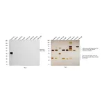 Thermo Fisher Scientific Donkey anti-Rabbit IgG (H+L) Cross-Adsorbed Secondary Antibody, HRP
