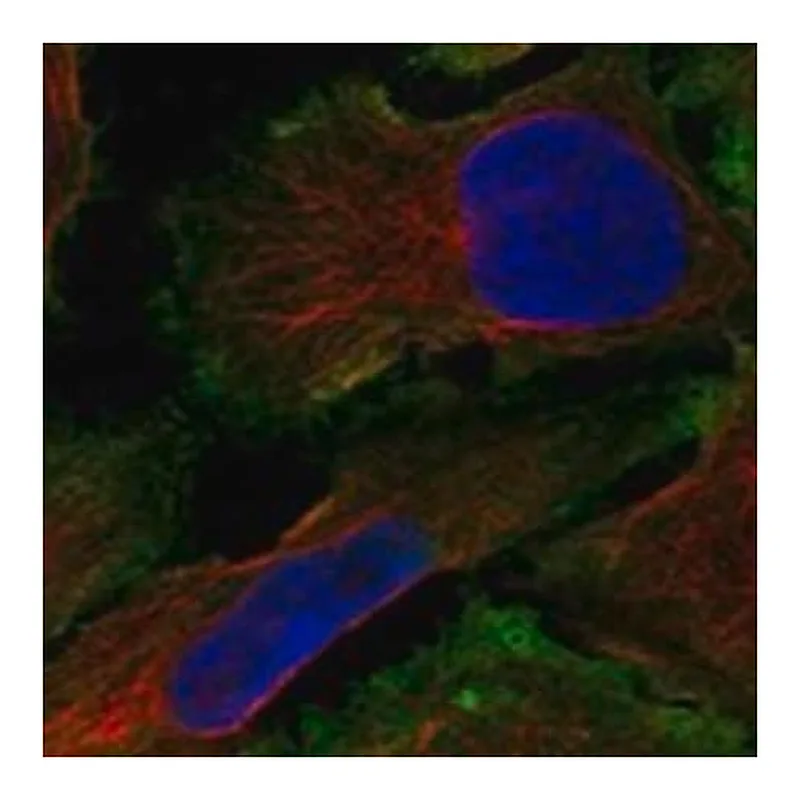 Merck Anti-THEGL antibody produced in rabbit