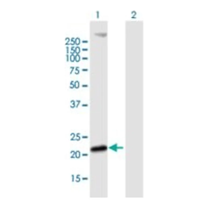 Merck ANTI-MS4A4A