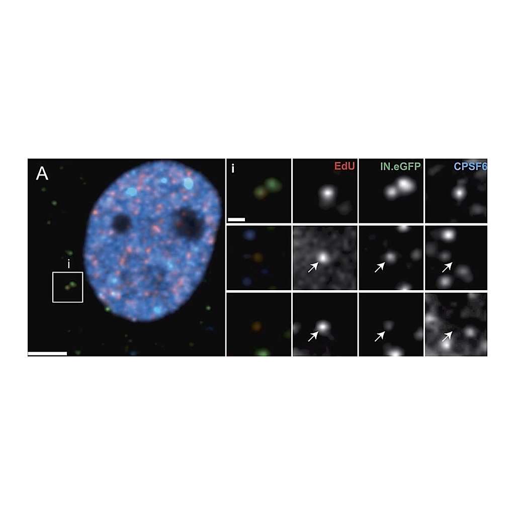 Merck Anti-CPSF6 antibody produced in rabbit