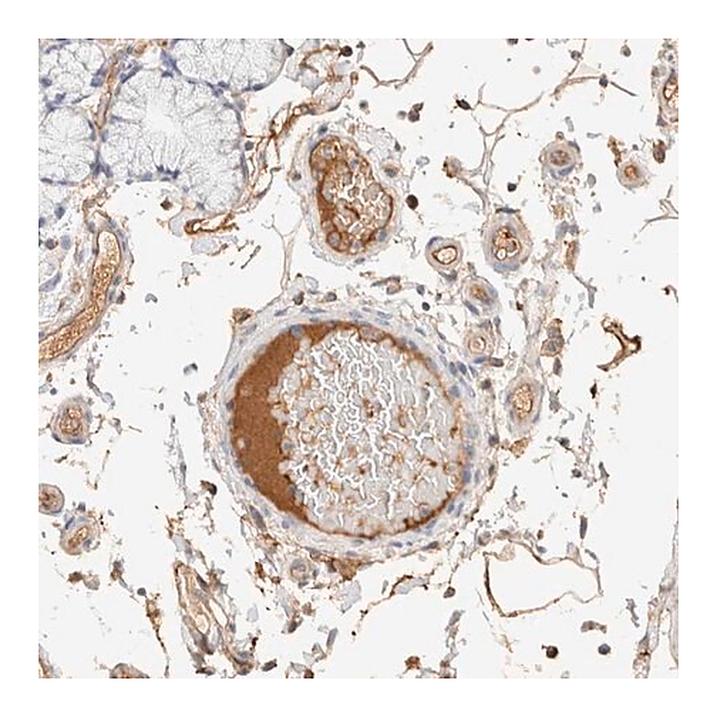 Merck Anti-PROS1 antibody produced in rabbit