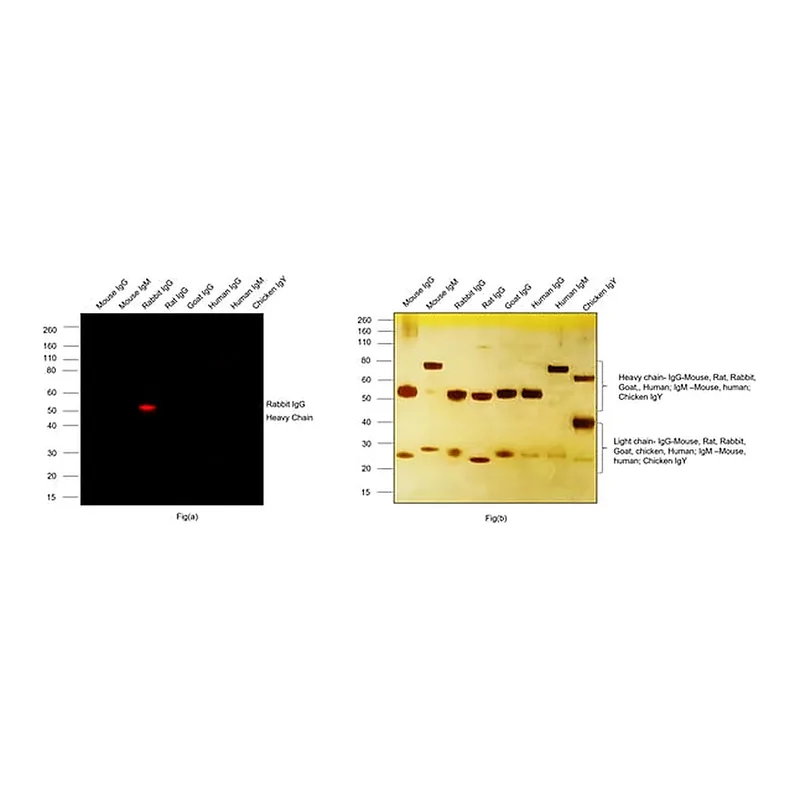 Thermo Fisher Scientific Goat anti-Rabbit IgG (H+L) Highly Cross-Adsorbed Secondary Antibody, Alexa Fluor Plus 680