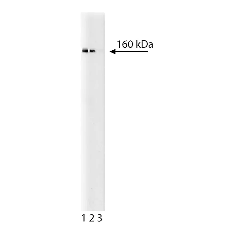 BD Purified Mouse Anti- AIB-1