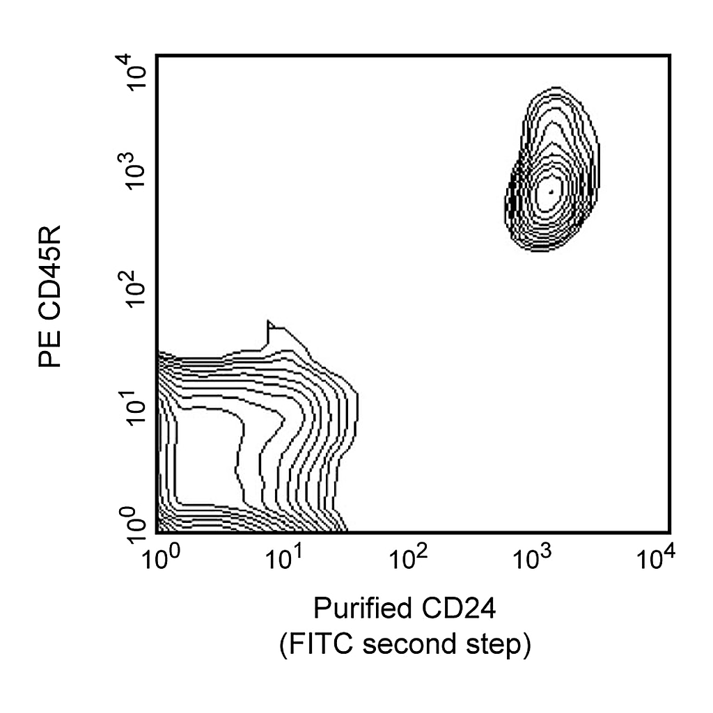 BD Purified Mouse Anti-Rat CD24