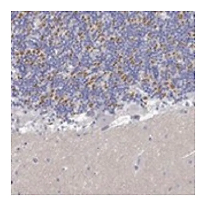 Merck Anti-PCDHGA10 antibody produced in rabbit