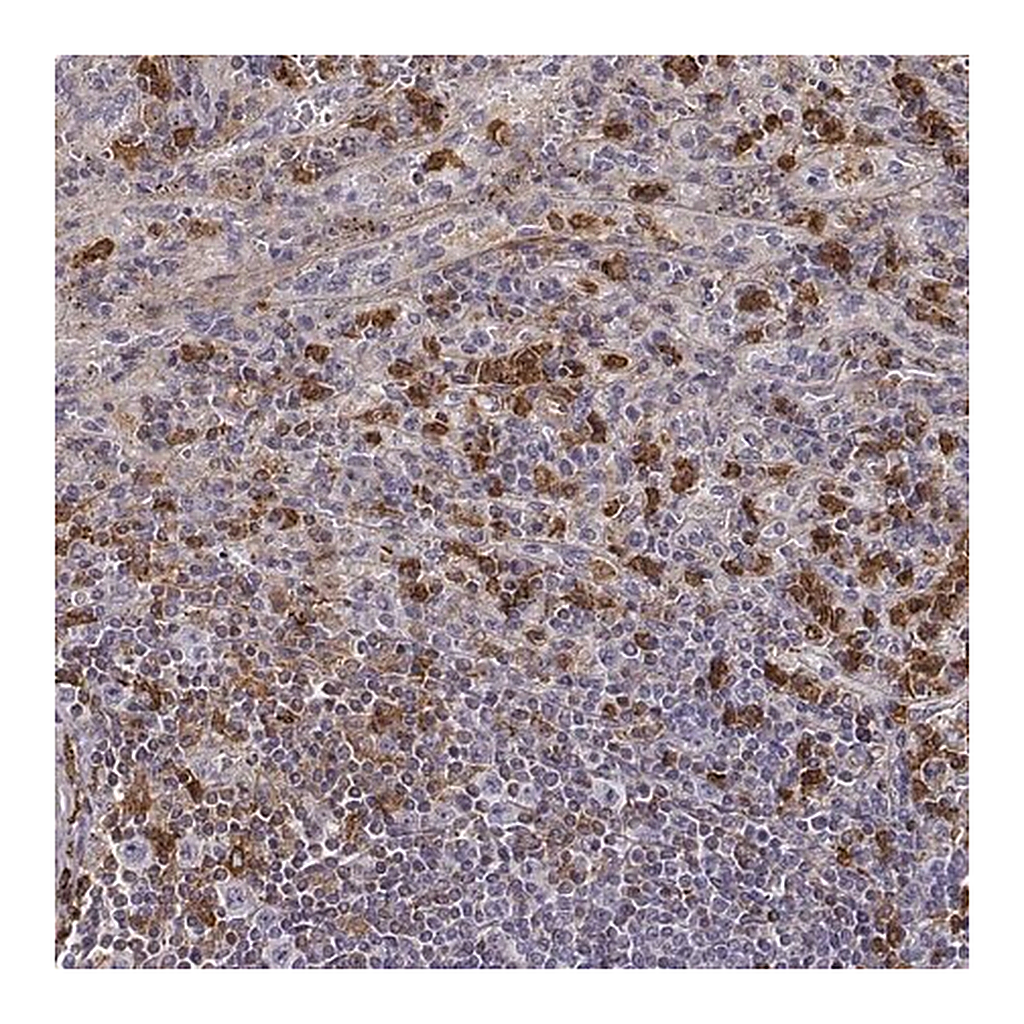 Merck Anti-ZYX antibody produced in rabbit
