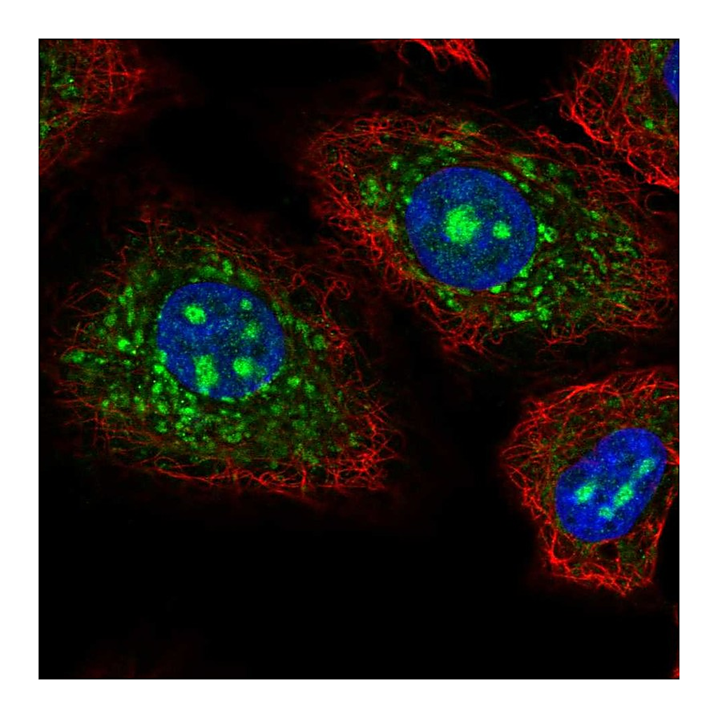 Atlas Antibodies Anti-CEACAM19 Antibody