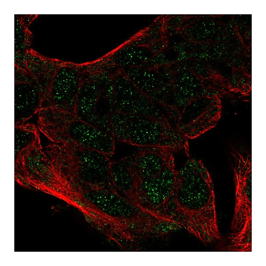 Atlas Antibodies Anti-CEBPA Antibody