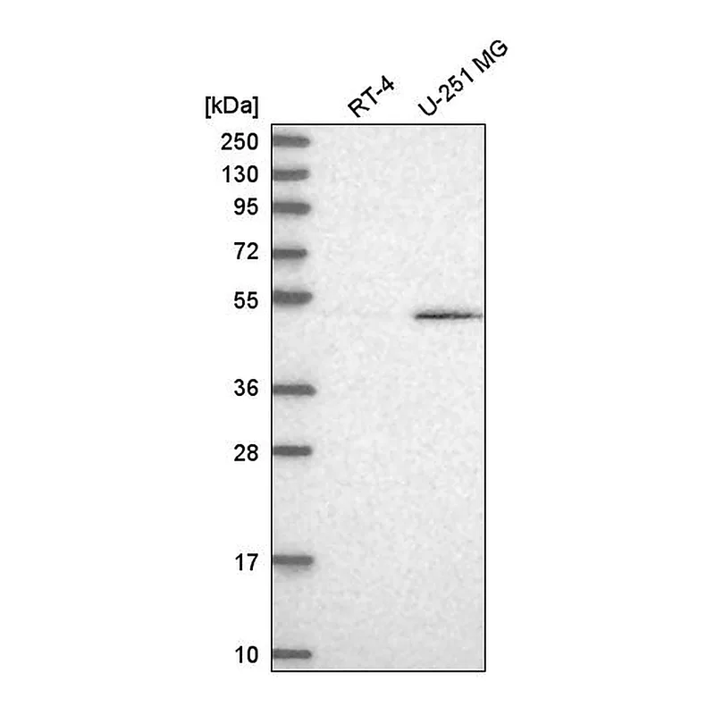 Atlas Antibodies Anti-CELF1 Antibody