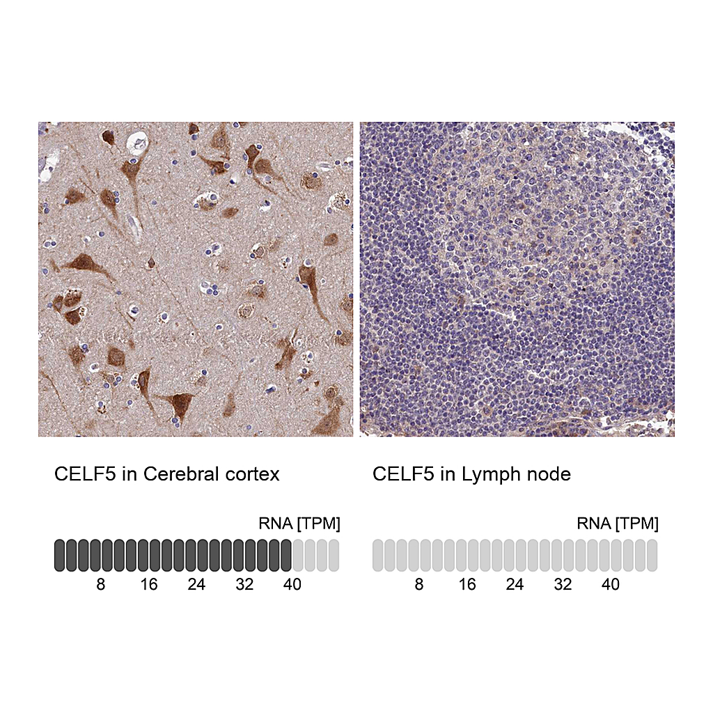 Atlas Antibodies Anti-CELF5 Antibody