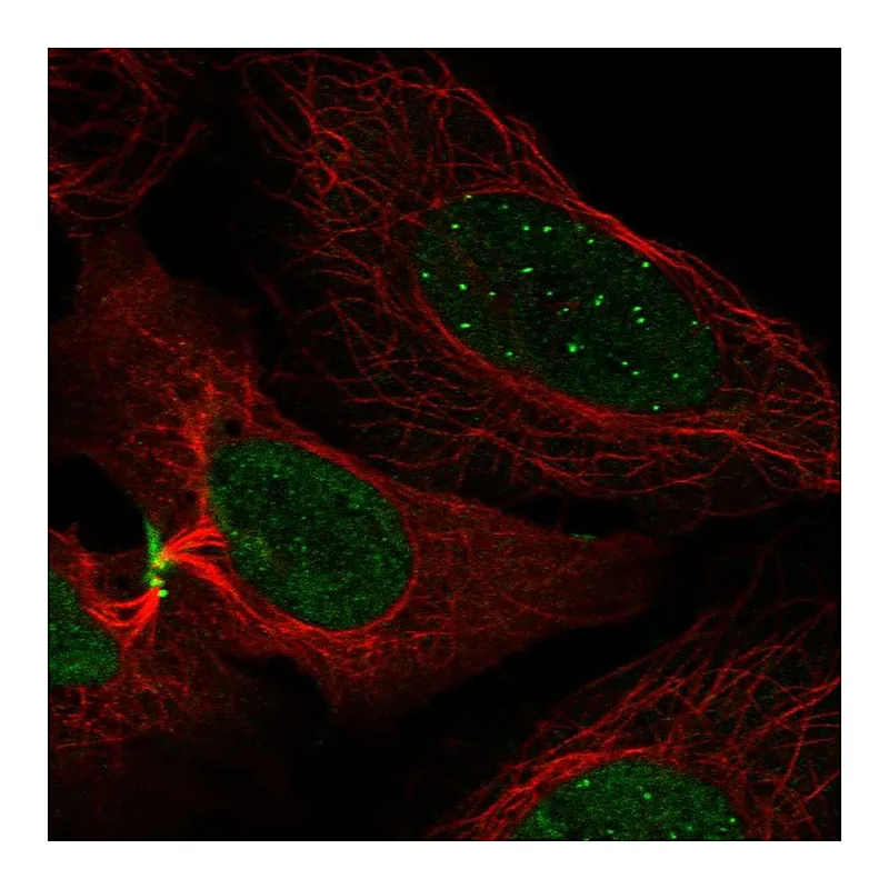 Atlas Antibodies Anti-CENPC Antibody
