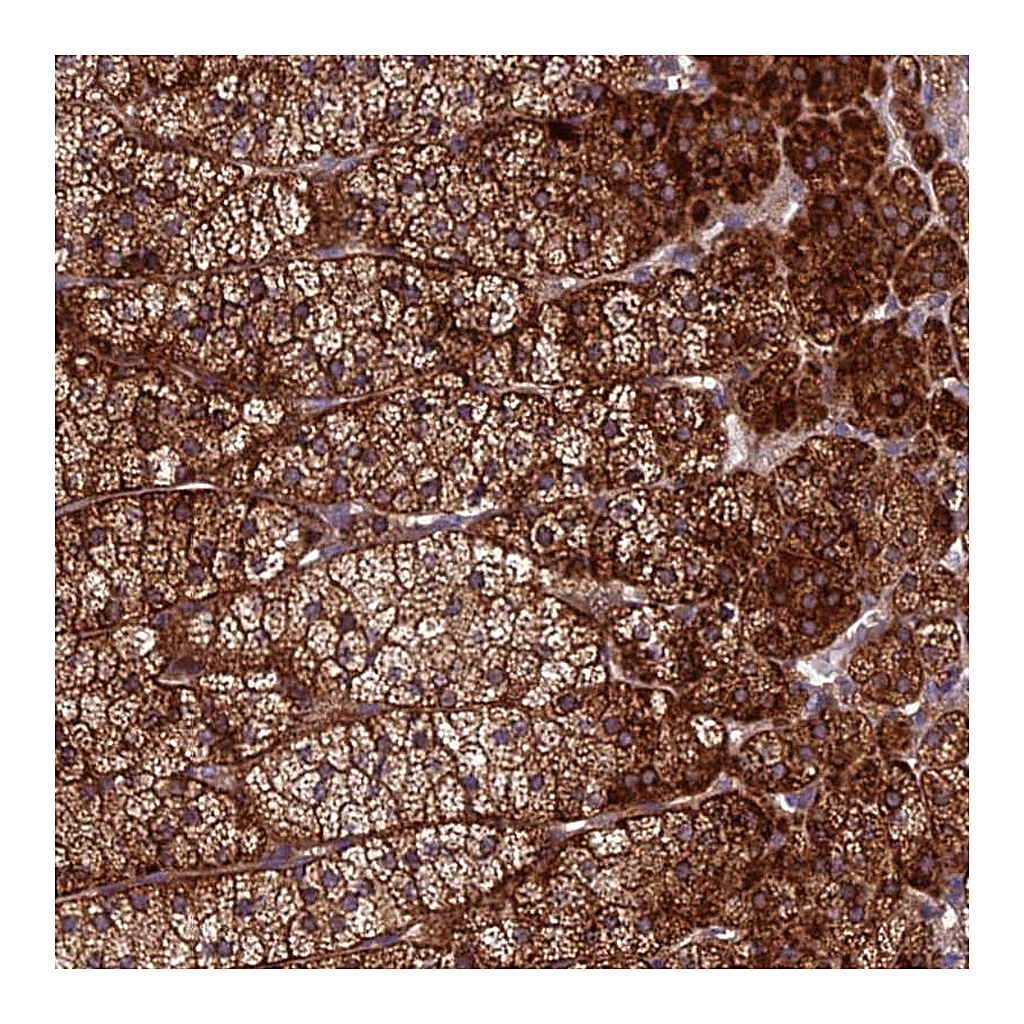 Atlas Antibodies Anti-CENPL Antibody