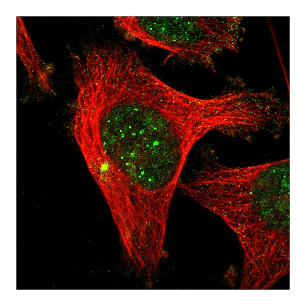 Atlas Antibodies Anti-CENPU Antibody