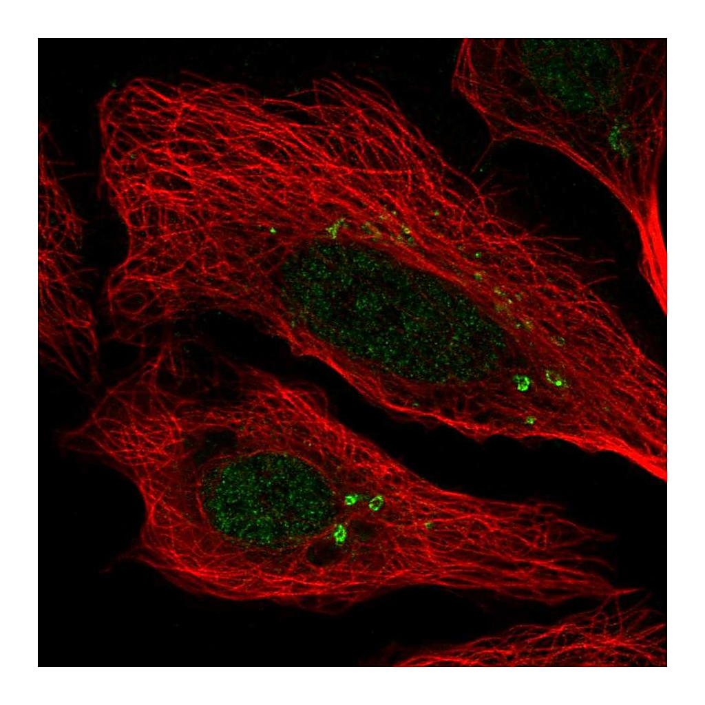 Atlas Antibodies Anti-CEP112 Antibody