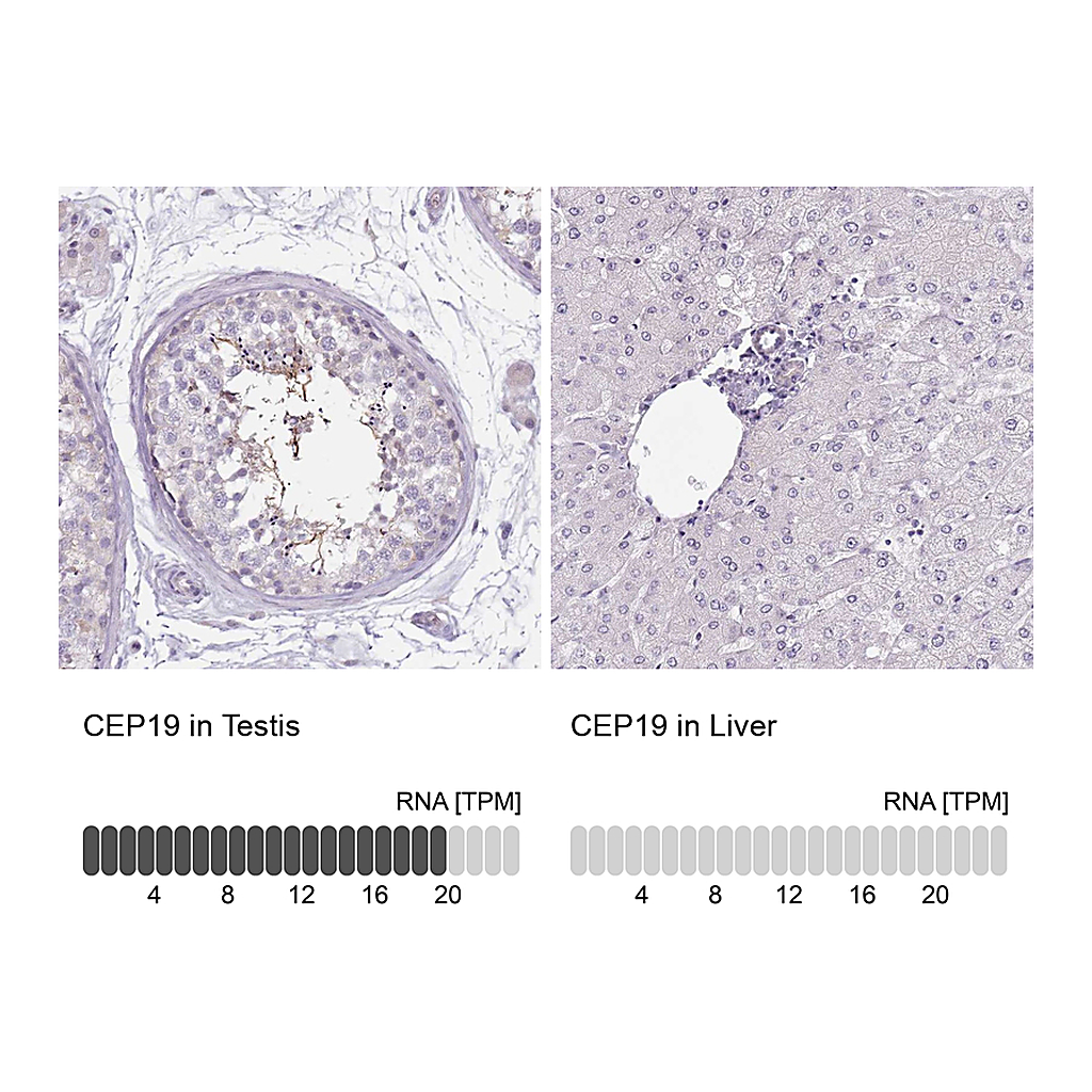 Atlas Antibodies Anti-CEP19 Antibody