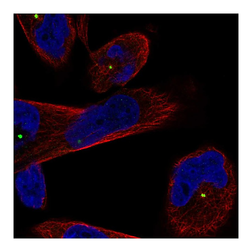 Atlas Antibodies Anti-CEP250 Antibody