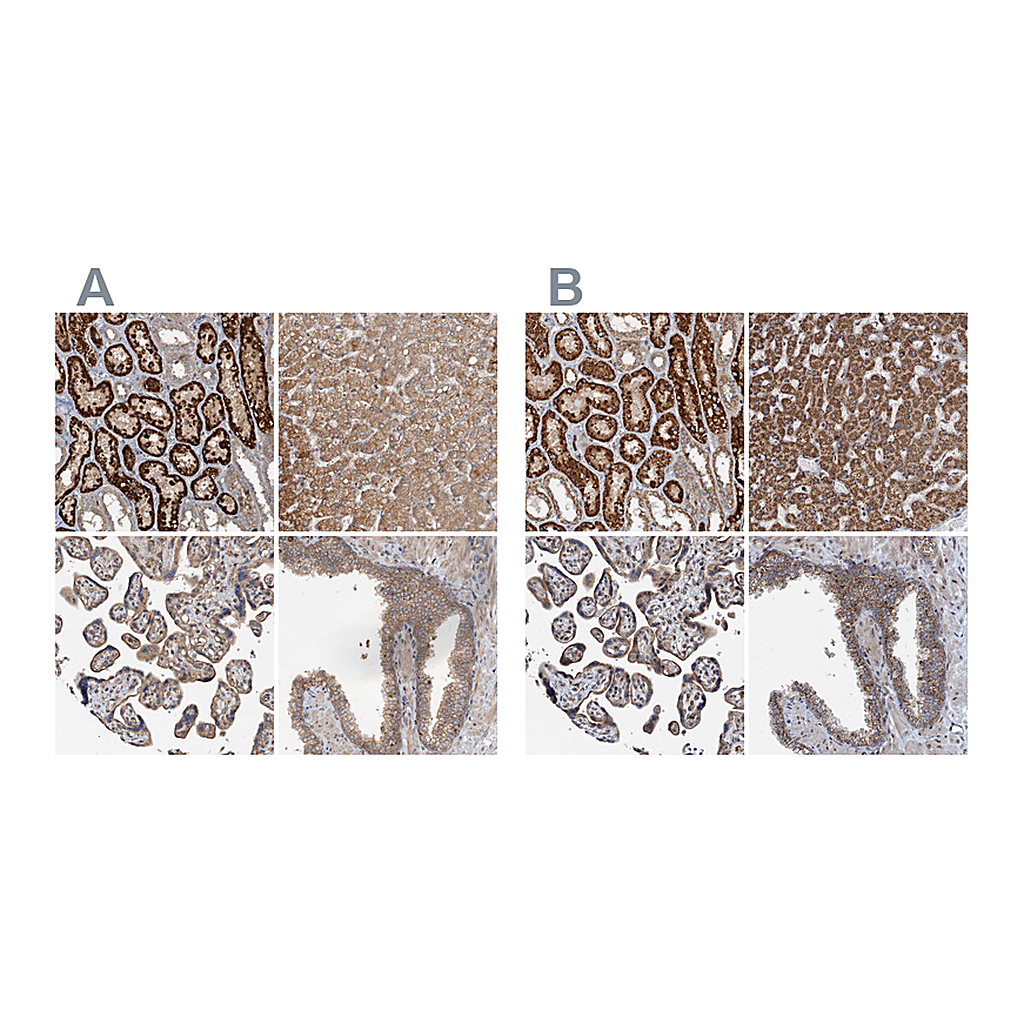 Atlas Antibodies Anti-CEP68 Antibody