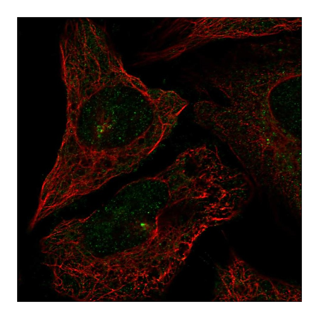 Atlas Antibodies Anti-CEP72 Antibody