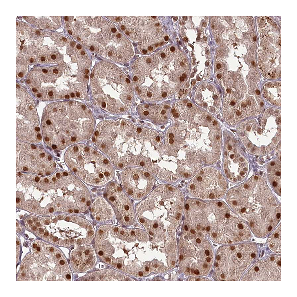 Atlas Antibodies Anti-CEP83 Antibody