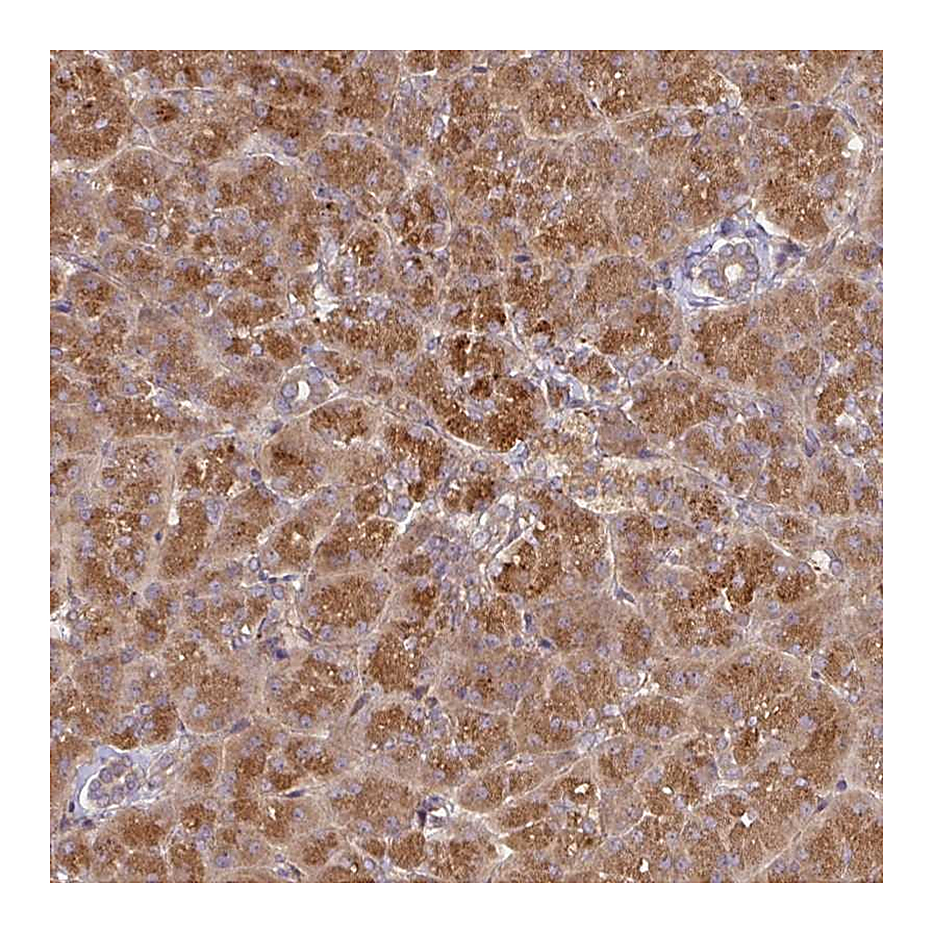 Atlas Antibodies Anti-CEP95 Antibody