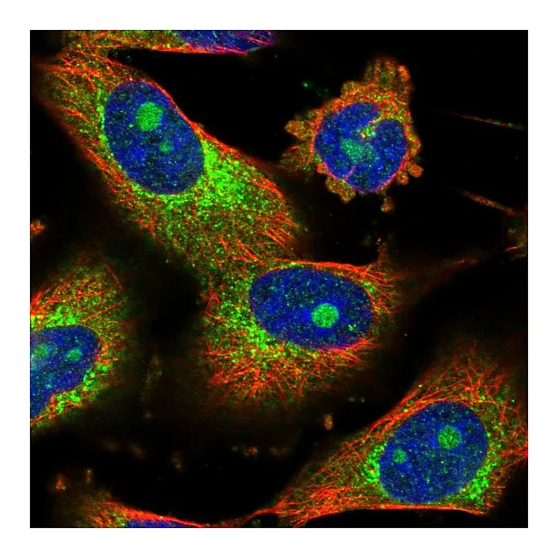 Atlas Antibodies Anti-CEP85 Antibody