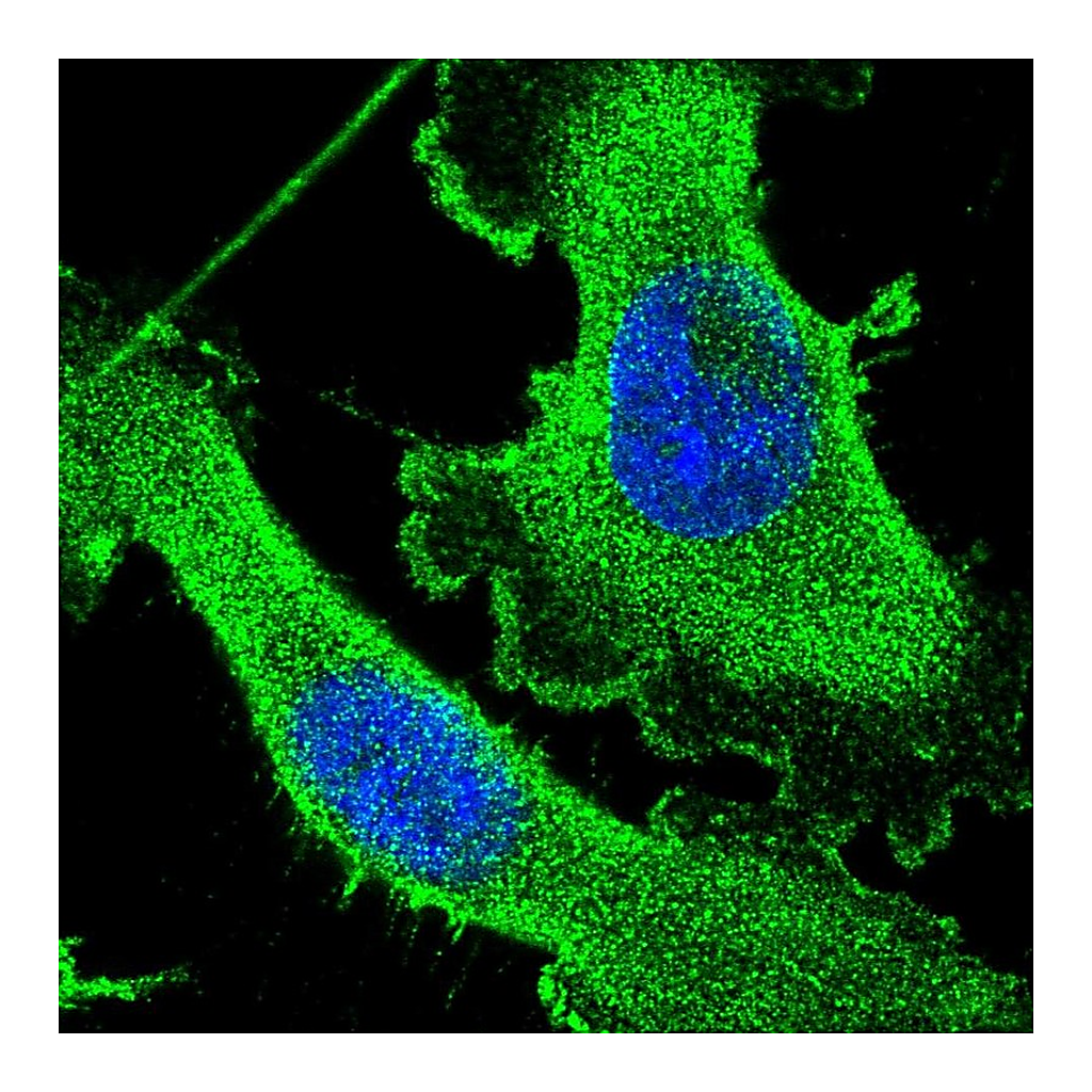 Atlas Antibodies Anti-CEP89 Antibody