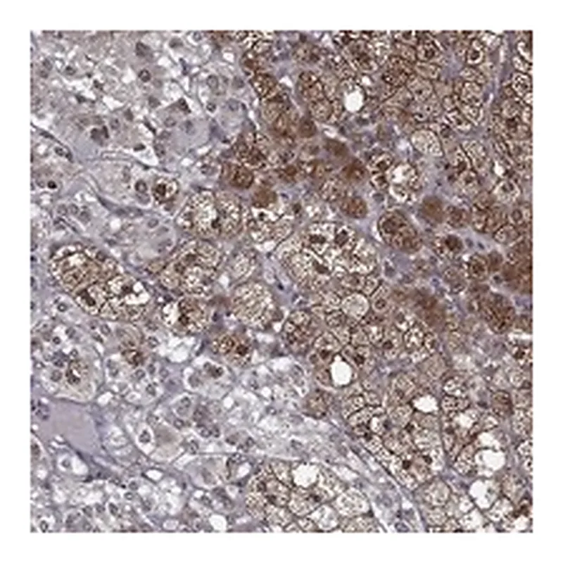 Atlas Antibodies Anti-CERS2 Antibody