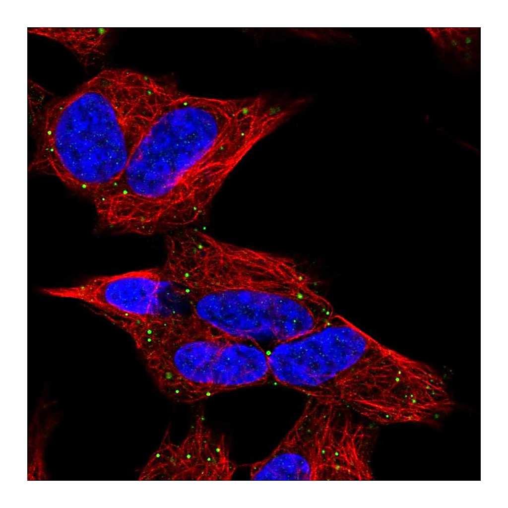 Atlas Antibodies Anti-CERK Antibody