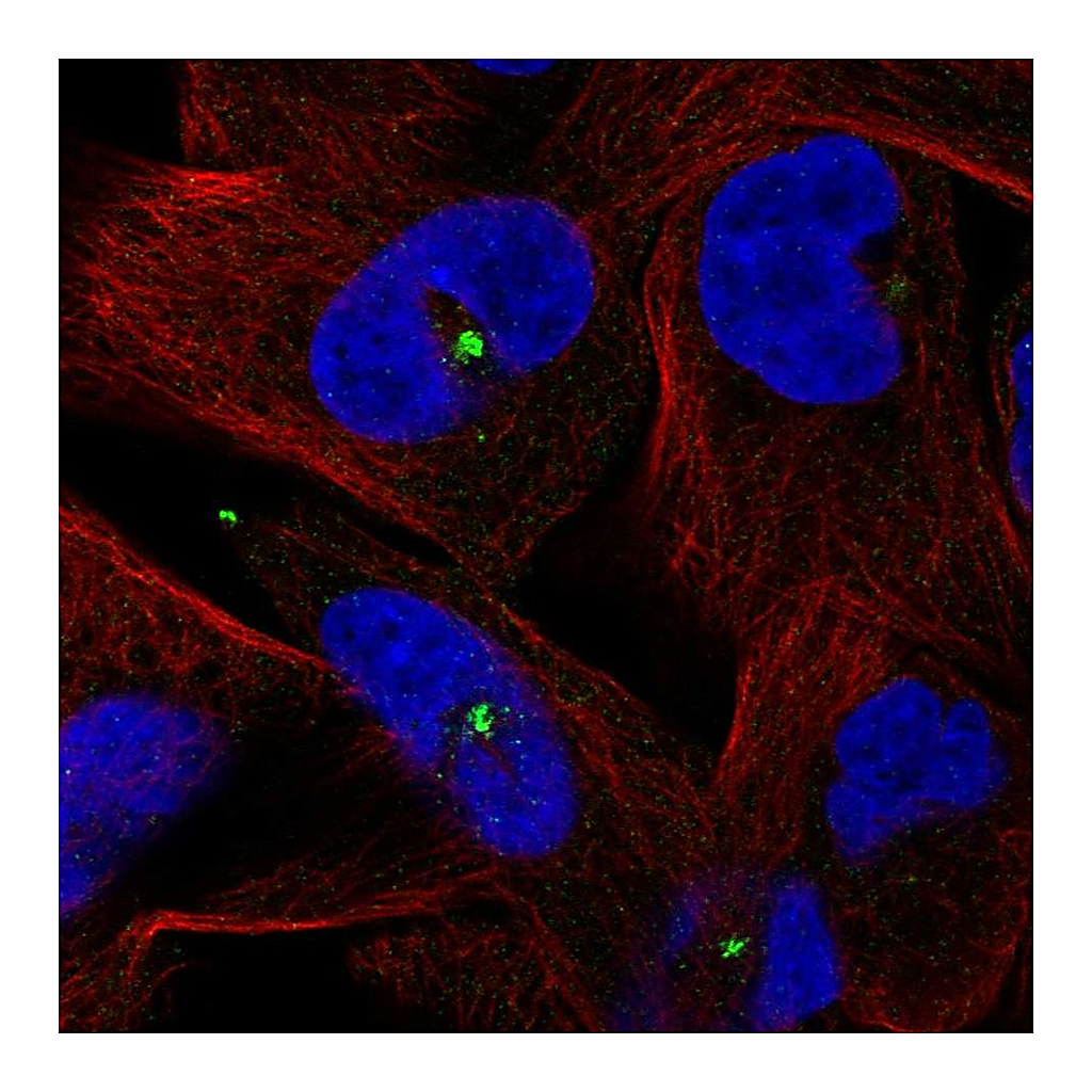 Atlas Antibodies Anti-CETN3 Antibody