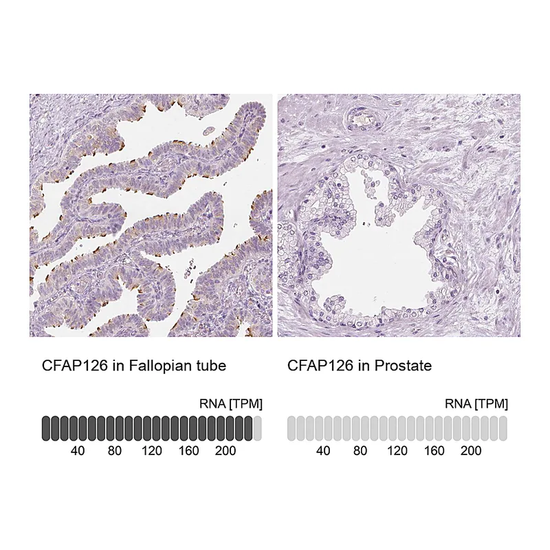 Atlas Antibodies Anti-CFAP126 Antibody