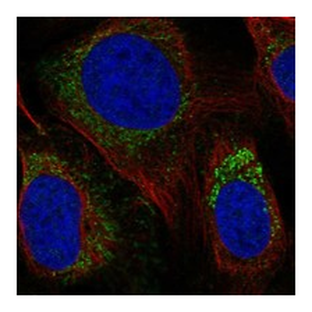 Atlas Antibodies Anti-CFAP410 Antibody