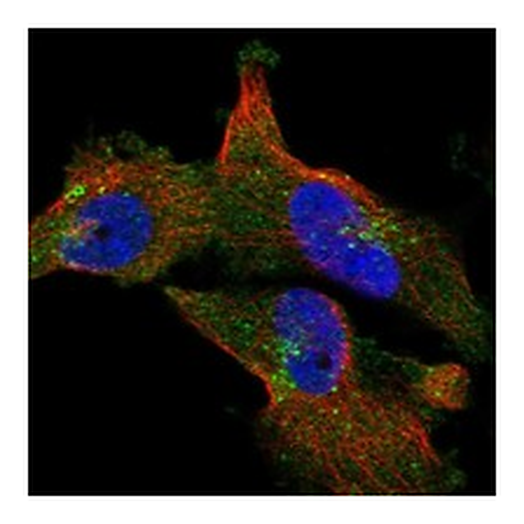 Atlas Antibodies Anti-CFAP58 Antibody