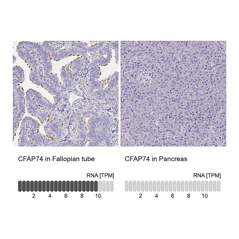Atlas Antibodies Anti-CFAP74 Antibody