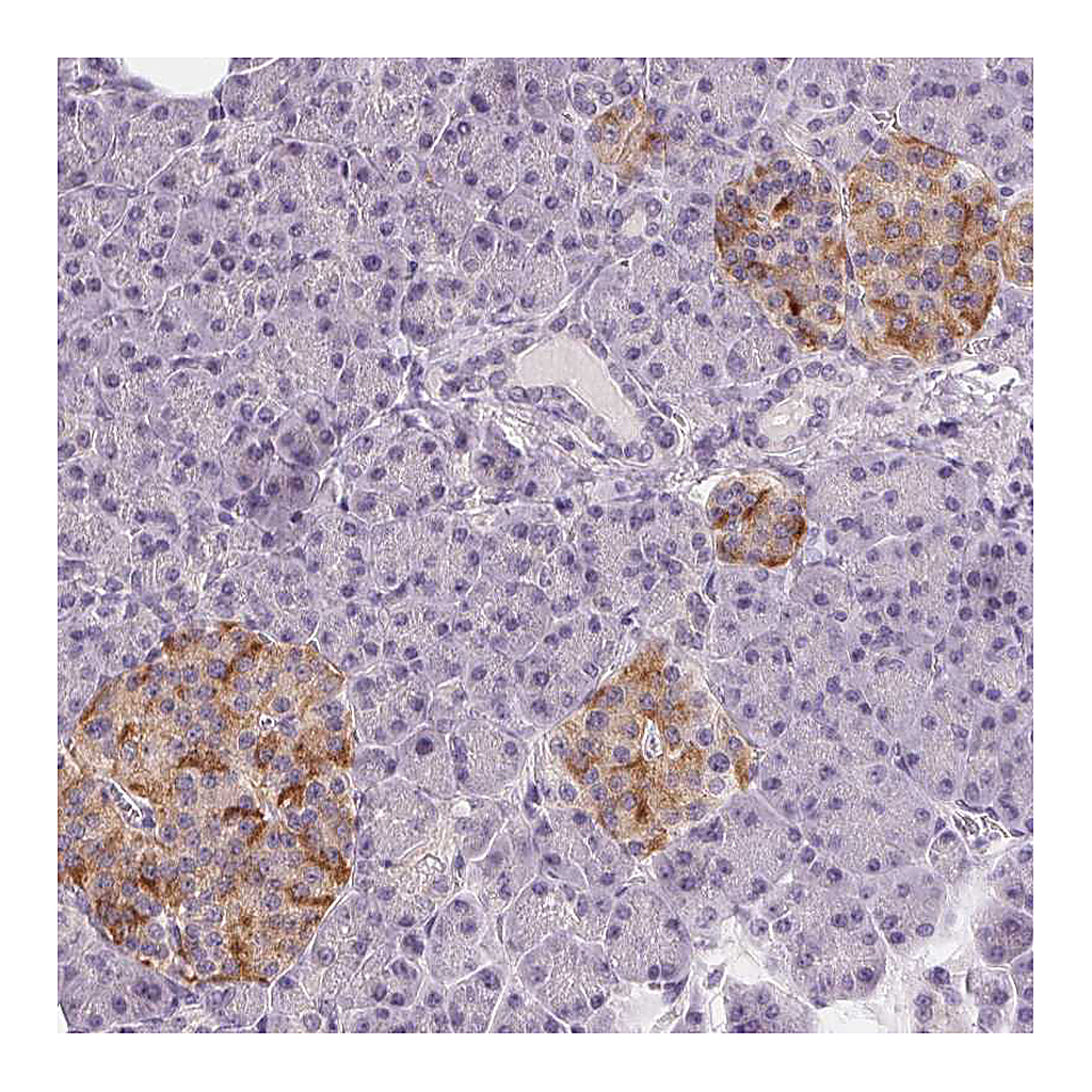 Atlas Antibodies Anti-CFC1 Antibody