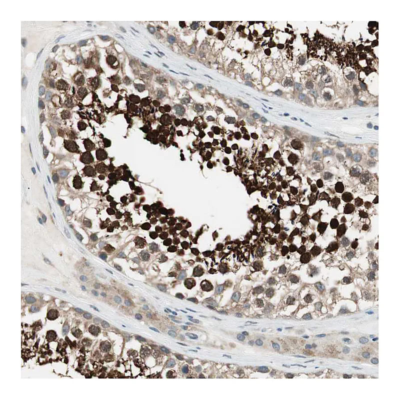 Atlas Antibodies Anti-CGRRF1 Antibody