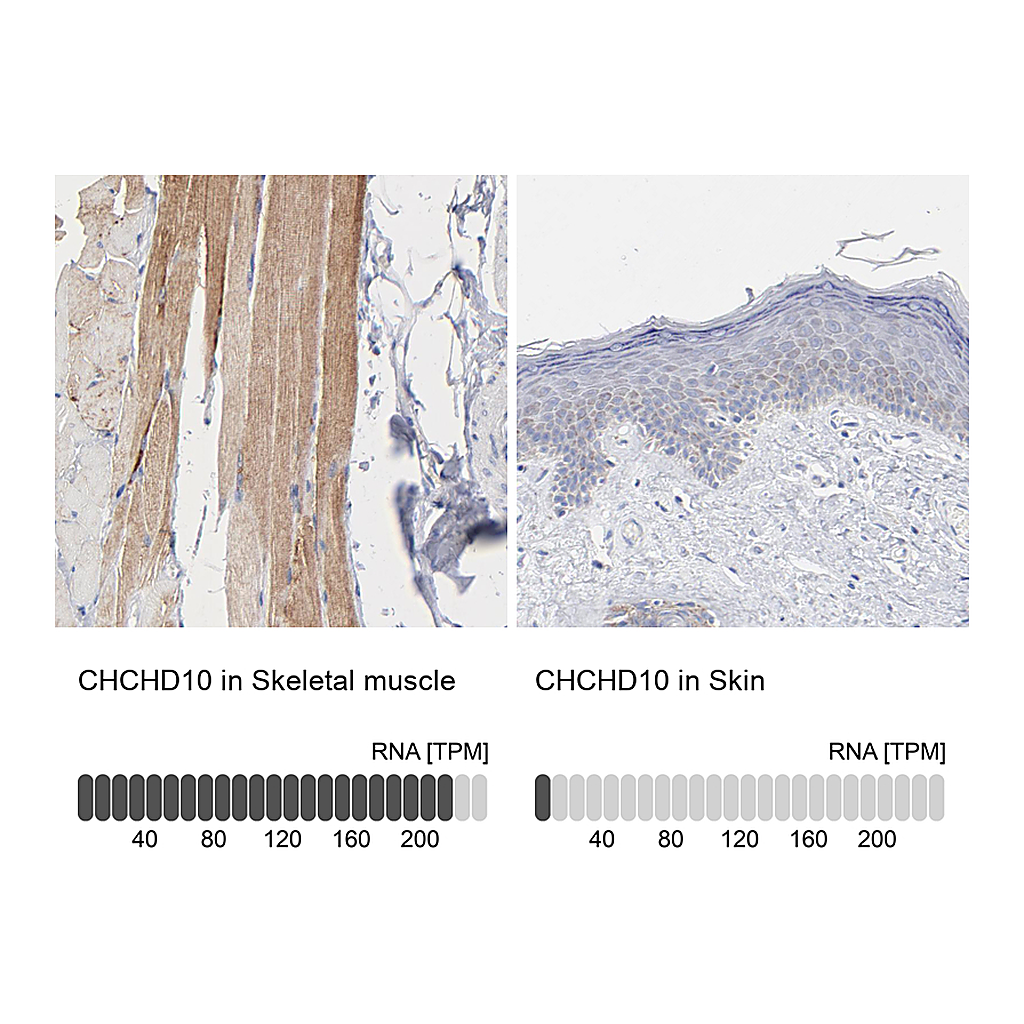 Atlas Antibodies Anti-CHCHD10 Antibody