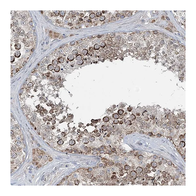 Atlas Antibodies Anti-CHCHD5 Antibody