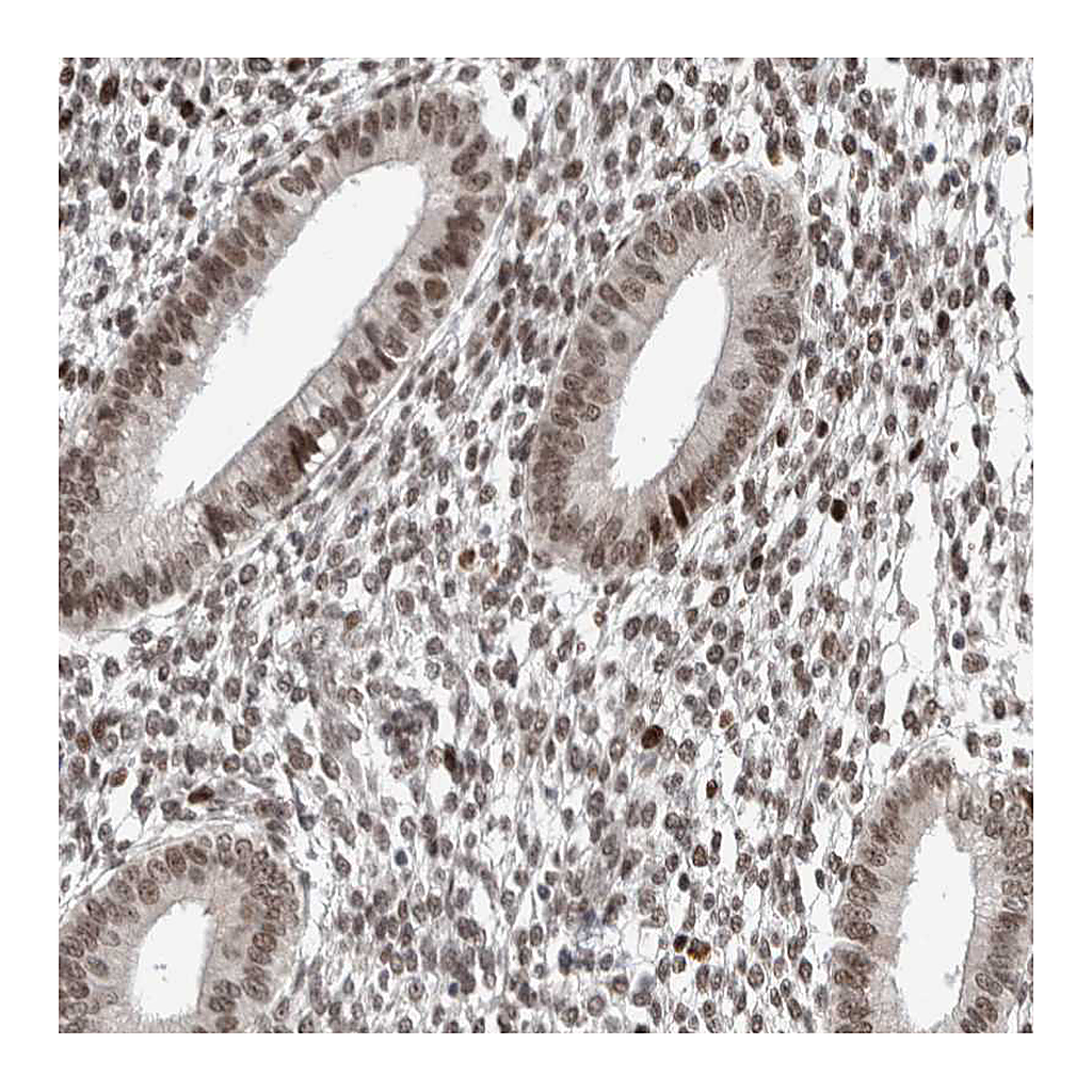 Atlas Antibodies Anti-CHD4 Antibody