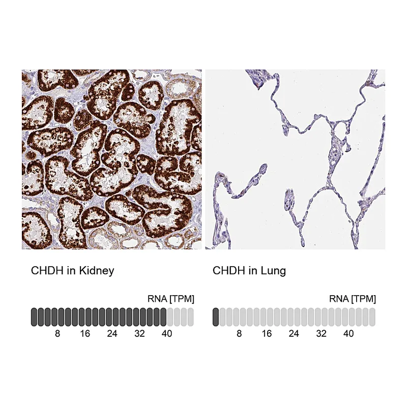 Atlas Antibodies Anti-CHDH Antibody