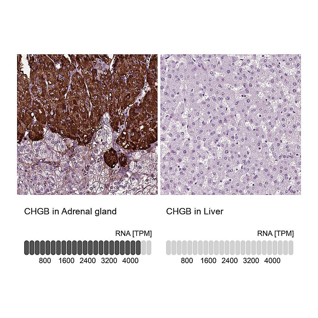 Atlas Antibodies Anti-CHGB Antibody