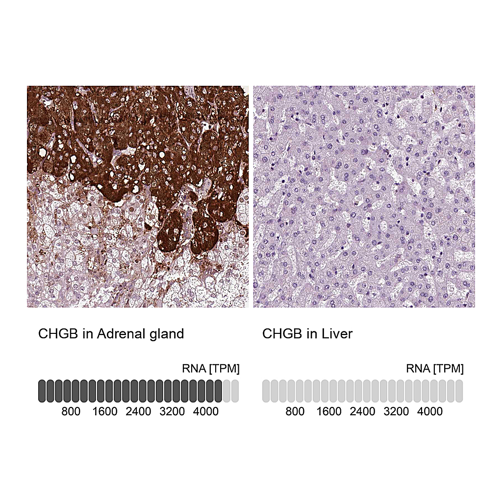 Atlas Antibodies Anti-CHGB Antibody