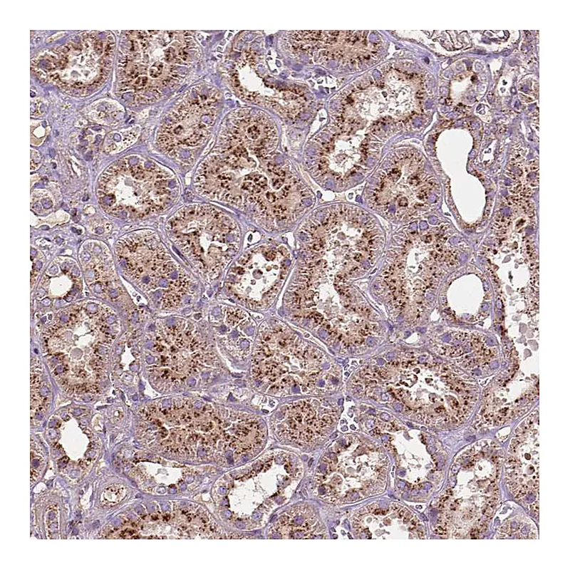 Atlas Antibodies Anti-CHMP4A Antibody