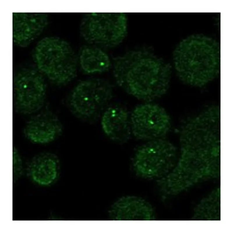 Atlas Antibodies Anti-CHN2 Antibody