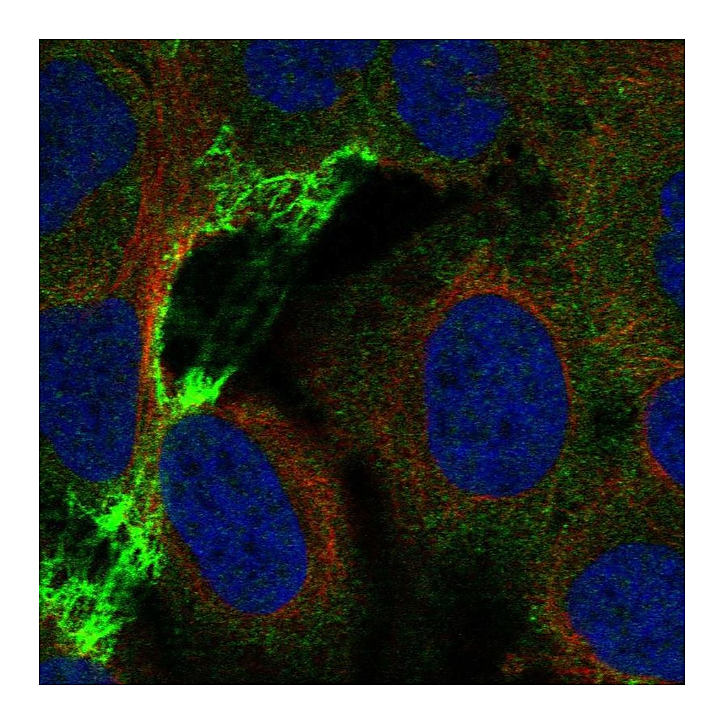 Atlas Antibodies Anti-CHRNA5 Antibody