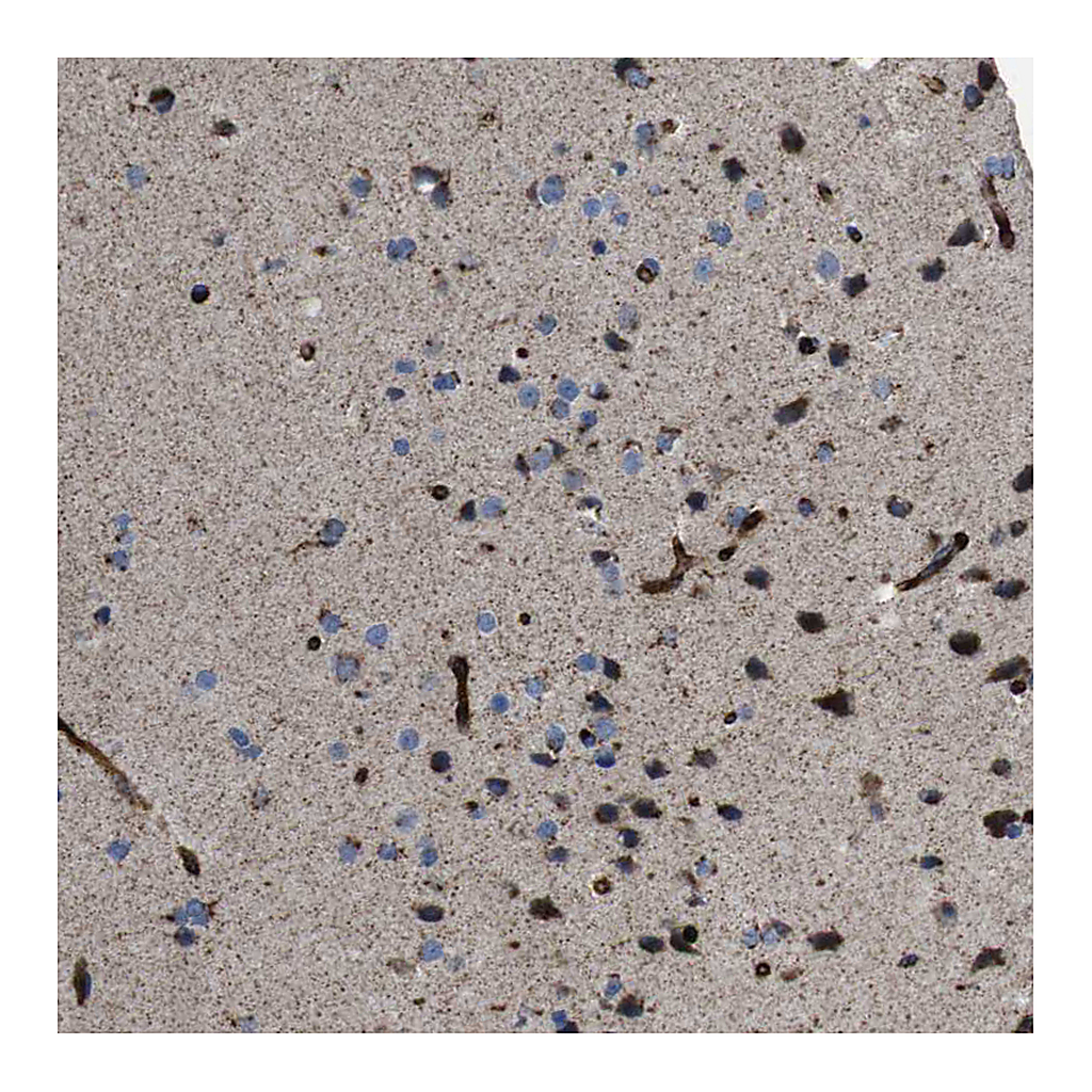 Atlas Antibodies Anti-CHST10 Antibody