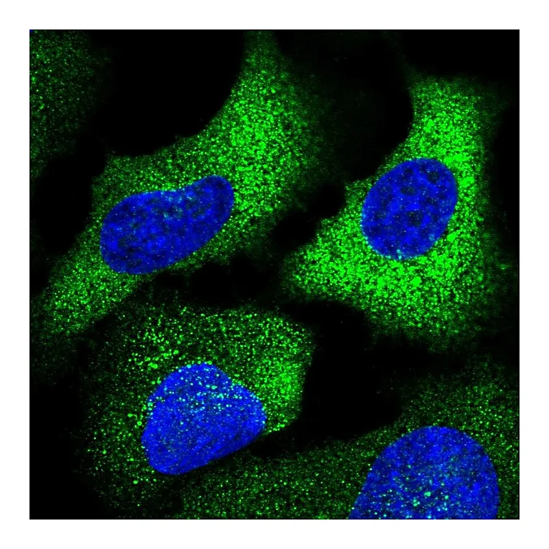 Atlas Antibodies Anti-CHST10 Antibody