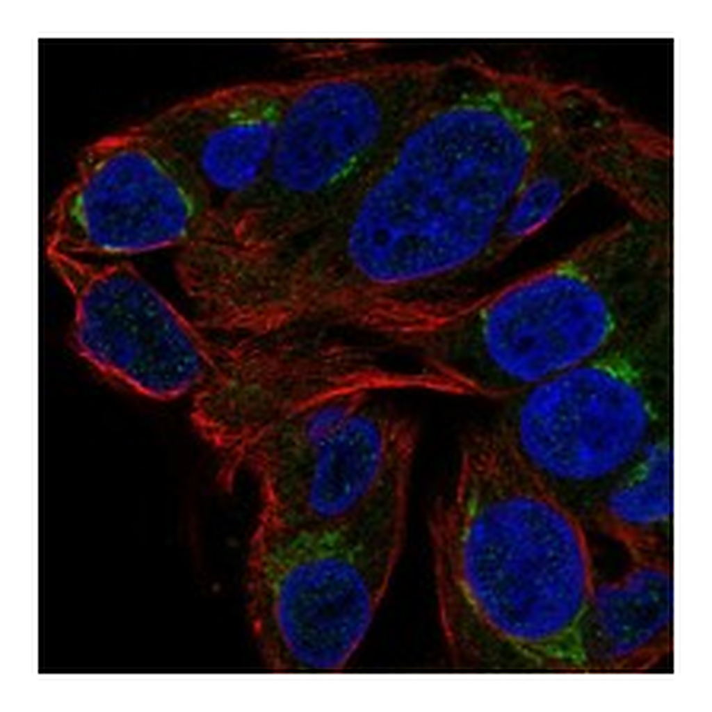 Atlas Antibodies Anti-CHST13 Antibody