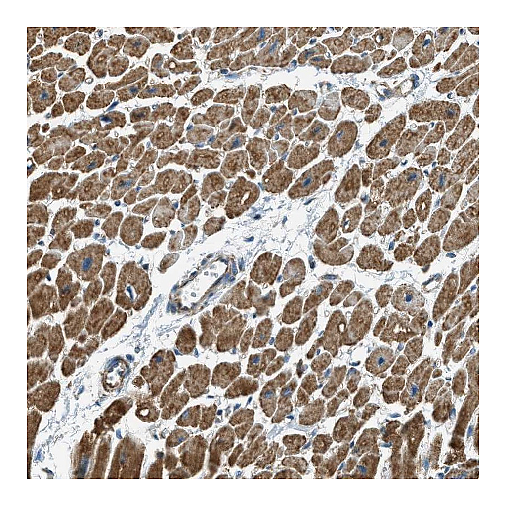 Atlas Antibodies Anti-CHST15 Antibody